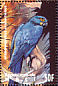 Hyacinth Macaw  Anodorhynchus hyacinthinus