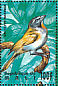 Buff-throated Saltator Saltator maximus  1995 Birds of the world Sheet