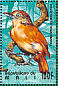 Barred Antshrike Thamnophilus doliatus  1995 Birds of the world Sheet