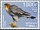 Red-necked Falcon Falco chicquera  2022 Birds of Mali 