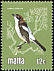 Woodchat Shrike Lanius senator  1981 Birds 