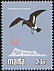 European Storm Petrel Hydrobates pelagicus  1981 Birds 