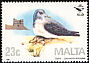 Scopoli's Shearwater Calonectris diomedea  1987 Malta Ornithological Society 