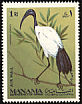 African Sacred Ibis Threskiornis aethiopicus