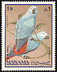 Grey Parrot Psittacus erithacus