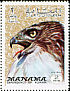 Red-tailed Hawk Buteo jamaicensis  1970 Birds 