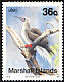 Red-footed Booby Sula sula  1990 Birds 