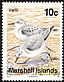 Sanderling Calidris alba  1992 Birds 