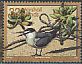 Spectacled Tern Onychoprion lunatus  1996 Birds 