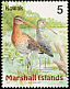 Black-tailed Godwit Limosa limosa  1999 Birds of the Marshall Islands 