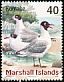 Franklin's Gull Leucophaeus pipixcan  1999 Birds of the Marshall Islands 
