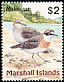 Siberian Sand Plover Anarhynchus mongolus