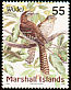 Pacific Long-tailed Cuckoo Urodynamis taitensis  1999 Birds of the Marshall Islands 