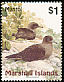 Christmas Shearwater Puffinus nativitatis  1999 Birds of the Marshall Islands 