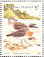 Siberian Sand Plover Anarhynchus mongolus