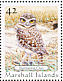 Burrowing Owl Athene cunicularia