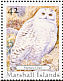 Snowy Owl Bubo scandiacus  2008 Owls 