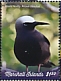 Black Noddy Anous minutus