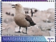 South Polar Skua Stercorarius maccormicki  2020 Antarctic wildlife 6v sheet