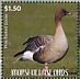 Pink-footed Goose Anser brachyrhynchus