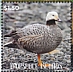 Emperor Goose Anser canagicus  2020 Geese Sheet