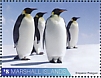 Emperor Penguin Aptenodytes forsteri  2020 Antarctic wildlife  MS