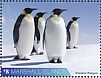 Emperor Penguin Aptenodytes forsteri