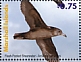 Flesh-footed Shearwater Ardenna carneipes  2021 Birds of the Marshall Islands Sheet