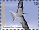 Spectacled Tern Onychoprion lunatus  2021 Birds of the Marshall Islands Sheet