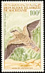 Lichtenstein's Sandgrouse Pterocles lichtensteinii  1964 Birds 