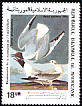 Bonaparte's Gull Chroicocephalus philadelphia  1985 Audubon 