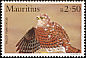 Mauritius Kestrel Falco punctatus