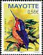 Malagasy Kingfisher Corythornis vintsioides