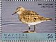 Baird's Sandpiper Calidris bairdii  2018 Seabirds Sheet