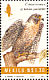 Peregrine Falcon Falco peregrinus  1994 Nature conservation 24v sheet