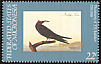 Brown Noddy Anous stolidus  1985 Audubon 