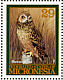 Short-eared Owl Asio flammeus