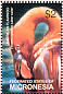 American Flamingo Phoenicopterus ruber