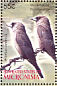 Black-faced Woodswallow Artamus cinereus  2004 Birds of the Pacific Sheet