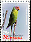 Plum-headed Parakeet Psittacula cyanocephala