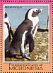 African Penguin Spheniscus demersus