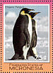 Emperor Penguin Aptenodytes forsteri