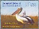 Australian Pelican Pelecanus conspicillatus  2009 Birds of the Pacific Sheet