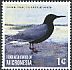 Black Tern Chlidonias niger  2014 Seabirds 