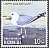 Common Gull Larus canus  2014 Seabirds 