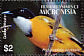 Fiji Whistler Pachycephala vitiensis  2004 Birds of the Pacific  MS