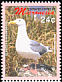 Glaucous-winged Gull Larus glaucescens  2006 Birds 