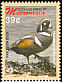 Harlequin Duck Histrionicus histrionicus  2006 Birds 