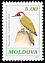 European Green Woodpecker Picus viridis  1993 Birds 