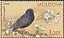Common Starling Sturnus vulgaris  2015 Birds 